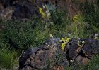 Izabeltapuit (Isabelline wheatear) (Oenanthe isabellina)- Khogno Khan 11-08-2016 (2)